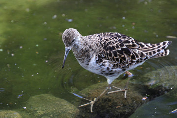 Rotschenkel