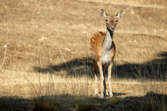 Gamo hembra