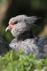 Tschaja (Halsband-Wehrvogel)