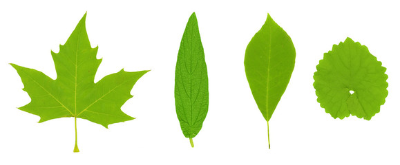 green summer leaf manually isolated on white