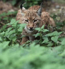Close-up portrait of an Eurasian Lynx (Lynx lynx).
