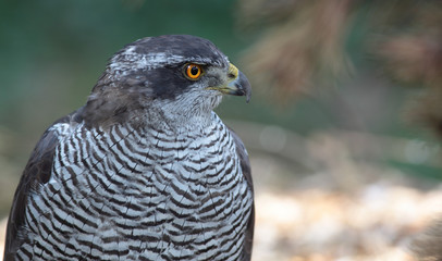Portrait of a majestic hawk