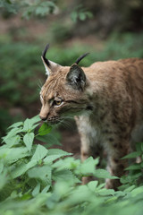 Close-up portrait of an Eurasian Lynx (Lynx lynx).