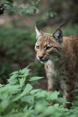 Fototapeta premium Close-up portret ryś euroazjatyckiego (Lynx lynx).