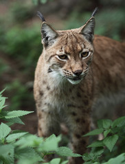 Close-up portrait of an Eurasian Lynx (Lynx lynx).