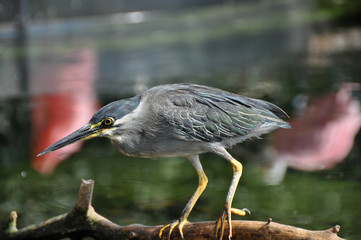 vogel