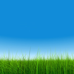 Obraz na płótnie Canvas High resolution grass and sky background