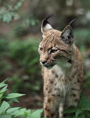 Close-up portrait of an Eurasian Lynx (Lynx lynx).