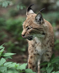 Portrait  of an Eurasian Lynx (Lynx lynx.)