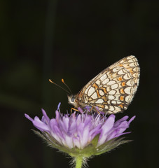 Fritillary butterfly sitting on flower.