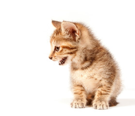 Obraz premium Tabby kitten crying