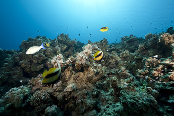 Fototapeta na wymiar ocean,coral and fish