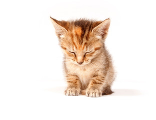 Fototapeta premium Sleepy tabby kitten