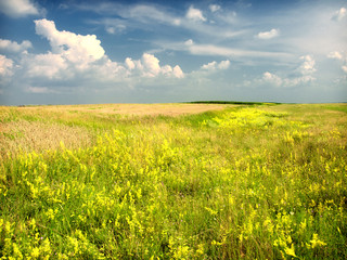 Obraz premium spring field