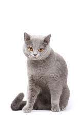 Grey cat