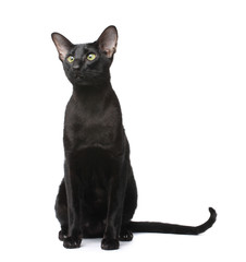 Black cat