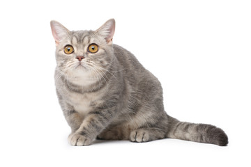Kitten on white background