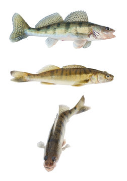 Different zander or pikeperch collection isolated on white