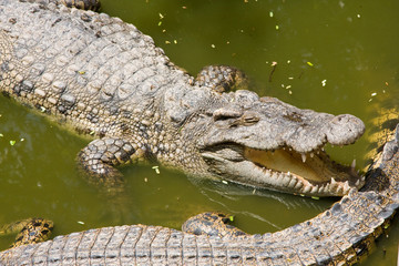 Crocodile