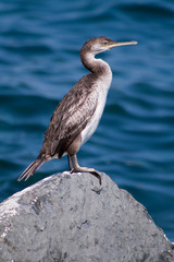 cormorano