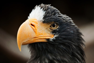 eagle