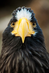 eagle