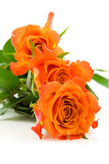 Three stacked orange roses over white background