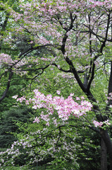 Fototapeta na wymiar Arbre en fleurs dans Central Park