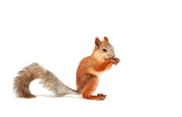 red squirrel © Mariya Pshenina