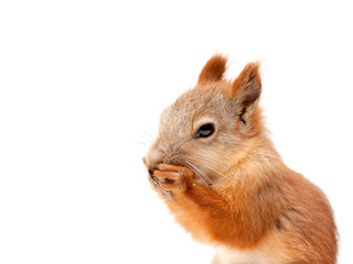 squirrel in profile