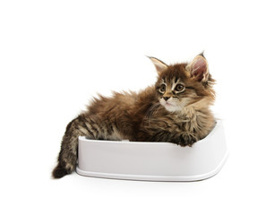 The kitten lies in a bowl