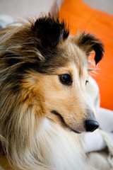 Sheltie
