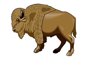 bisonte