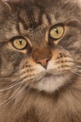 regard profond d'un chat maine coon en très gros plan
