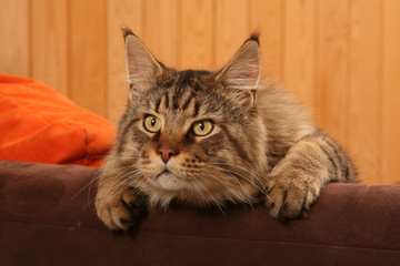 chat maine coon s'apprêtant à bondir pour se défendre