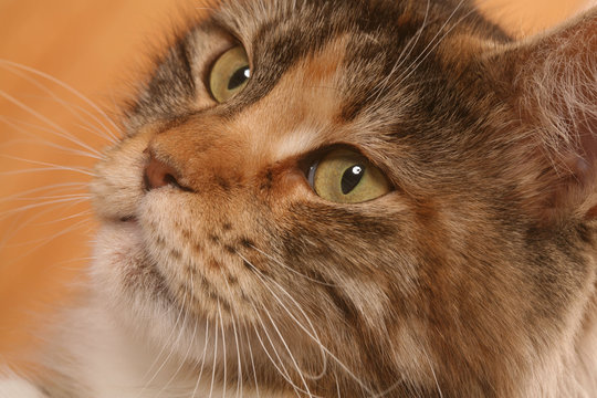 Portrait de chat maine coon en tr&egrave;s gros plan