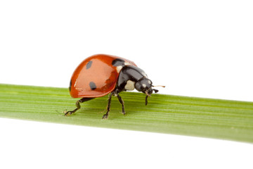 Ladybug