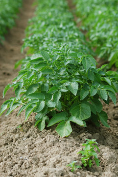 Junge Kartoffelpflanze