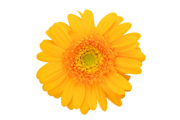 gerbera
