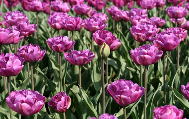 Tulips