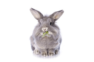 Grey dwarf rabbit eating dill