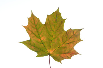 Maple leave close up