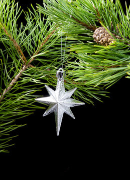 cristmas star in frame   branches  the pine