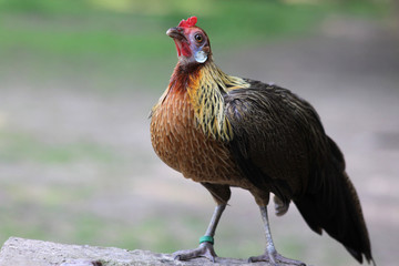 Zwergphönix