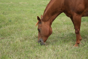 Fototapeta premium Pferd