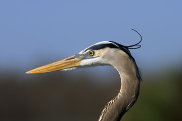 great blue heron, ardea herodias