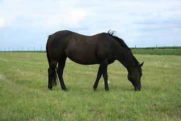Schwarzes Pferd