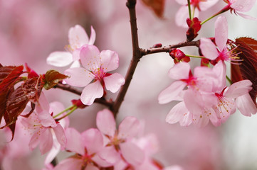 Spring sakura