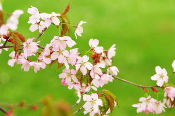 Spring sakura