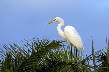 ardea alba, great egret